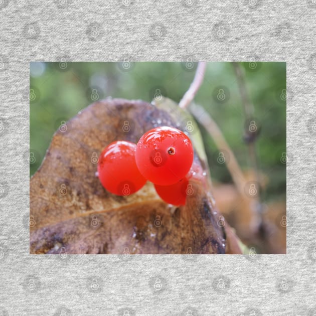 Western trumpet honeysuckle (Lonicera ciliosa) berries by SDym Photography